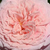 Roza - Nostalgična vrtnica - William Christie